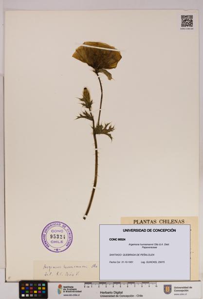 Argemone hunnemannii [Espécimen: UDEC:CONC:0095324]