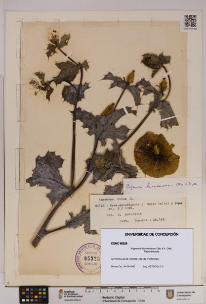 Argemone hunnemannii [Espécimen: UDEC:CONC:0095325]