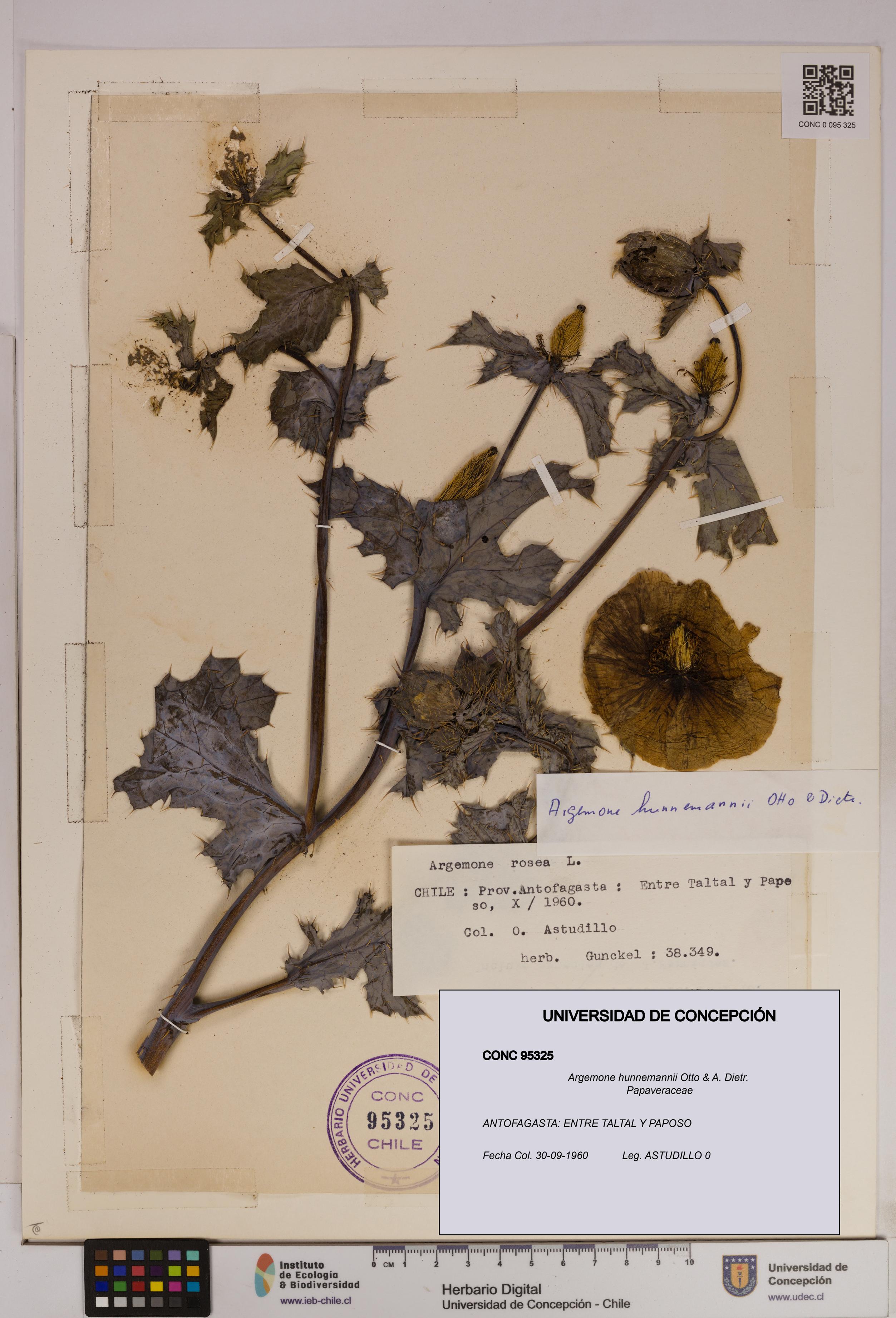 Argemone hunnemannii [Espécimen: UDEC:CONC:0095325]