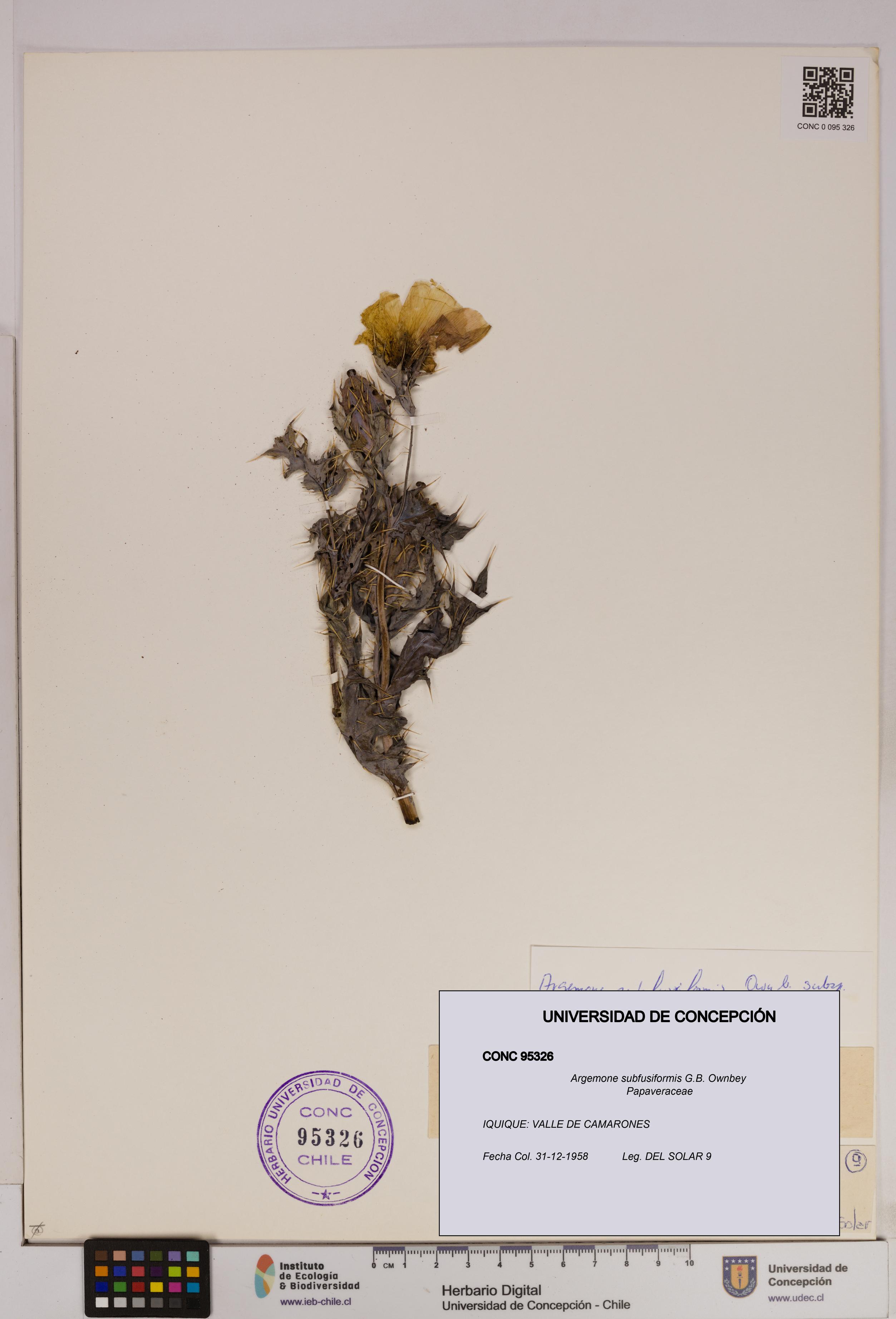 Argemone subfusiformis [Espécimen: UDEC:CONC:0095326]
