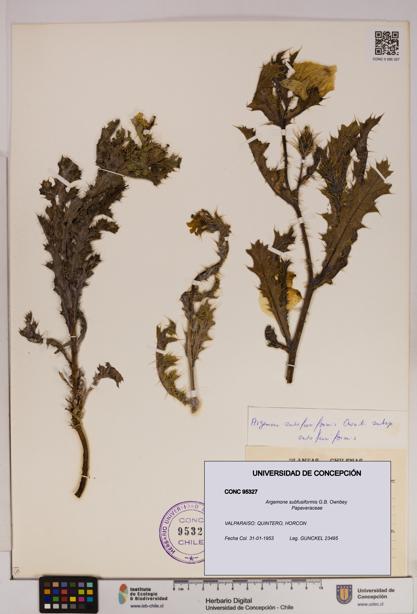 Argemone subfusiformis [Espécimen: UDEC:CONC:0095327]