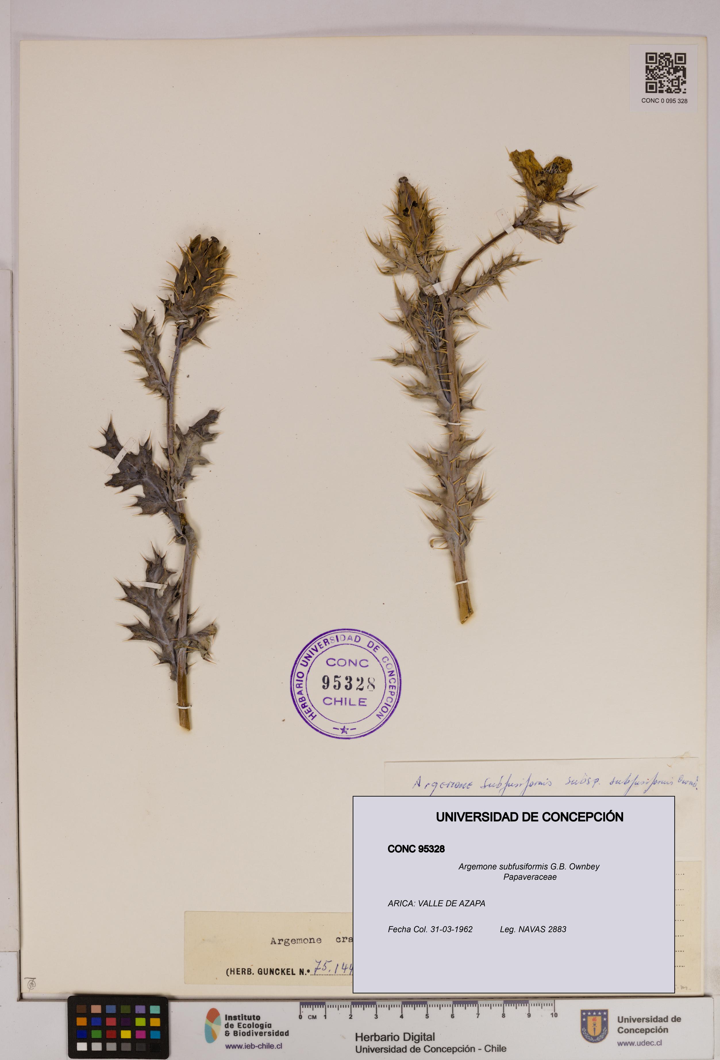 Argemone subfusiformis [Espécimen: UDEC:CONC:0095328]