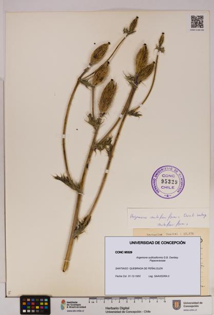Argemone subfusiformis [Espécimen: UDEC:CONC:0095329]