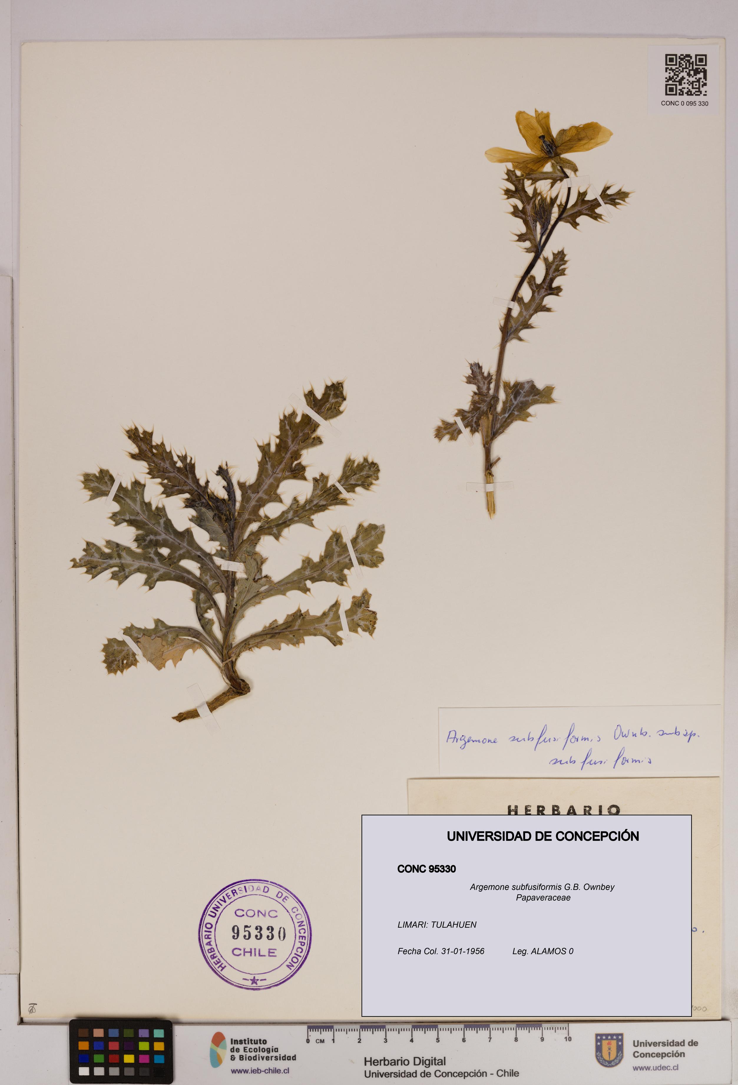 Argemone subfusiformis [Espécimen: UDEC:CONC:0095330]