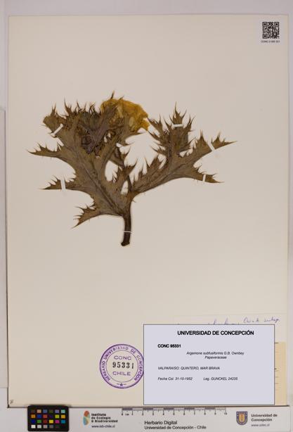 Argemone subfusiformis [Espécimen: UDEC:CONC:0095331]