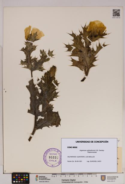 Argemone subfusiformis [Espécimen: UDEC:CONC:0095332]