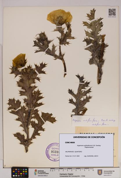 Argemone subfusiformis [Espécimen: UDEC:CONC:0095333]