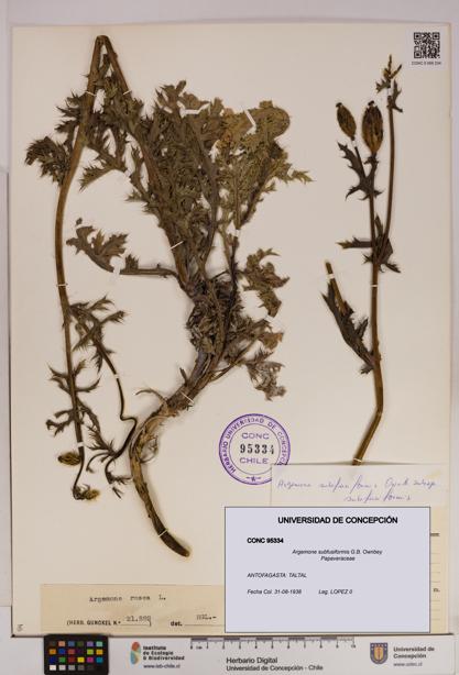 Argemone subfusiformis [Espécimen: UDEC:CONC:0095334]