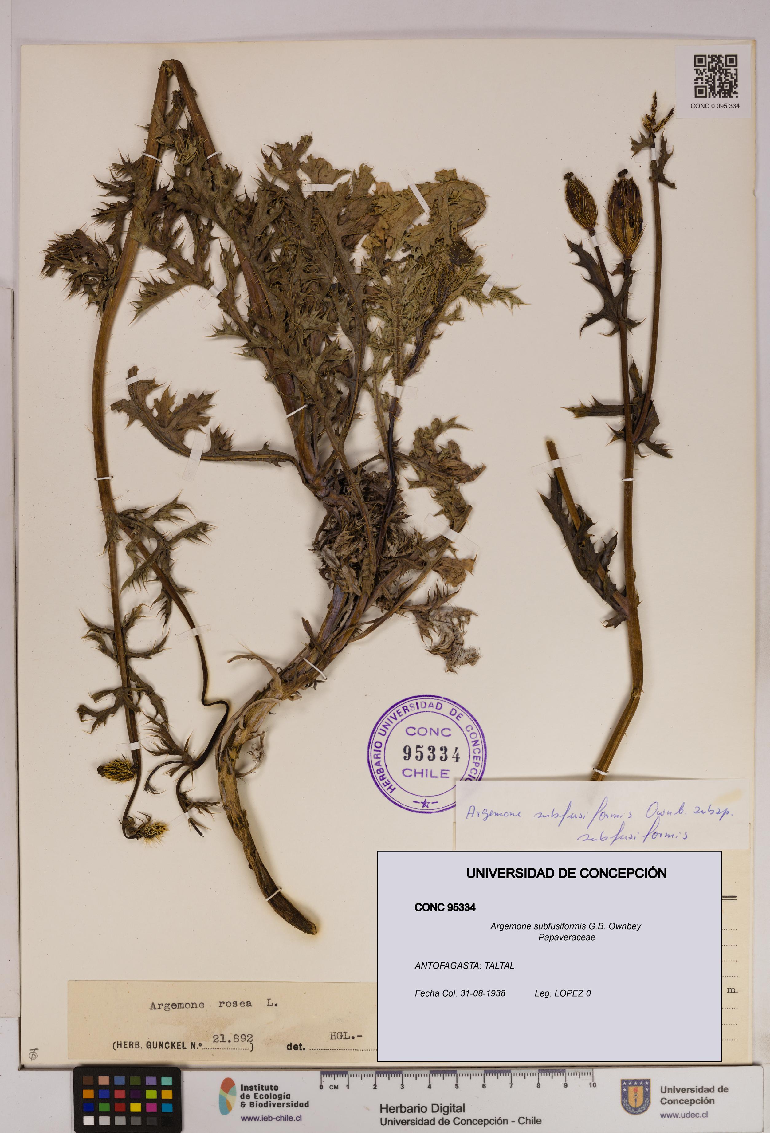 Argemone subfusiformis [Espécimen: UDEC:CONC:0095334]