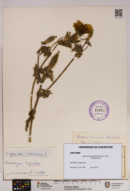 Argemone hunnemannii [Espécimen: UDEC:CONC:0095335]