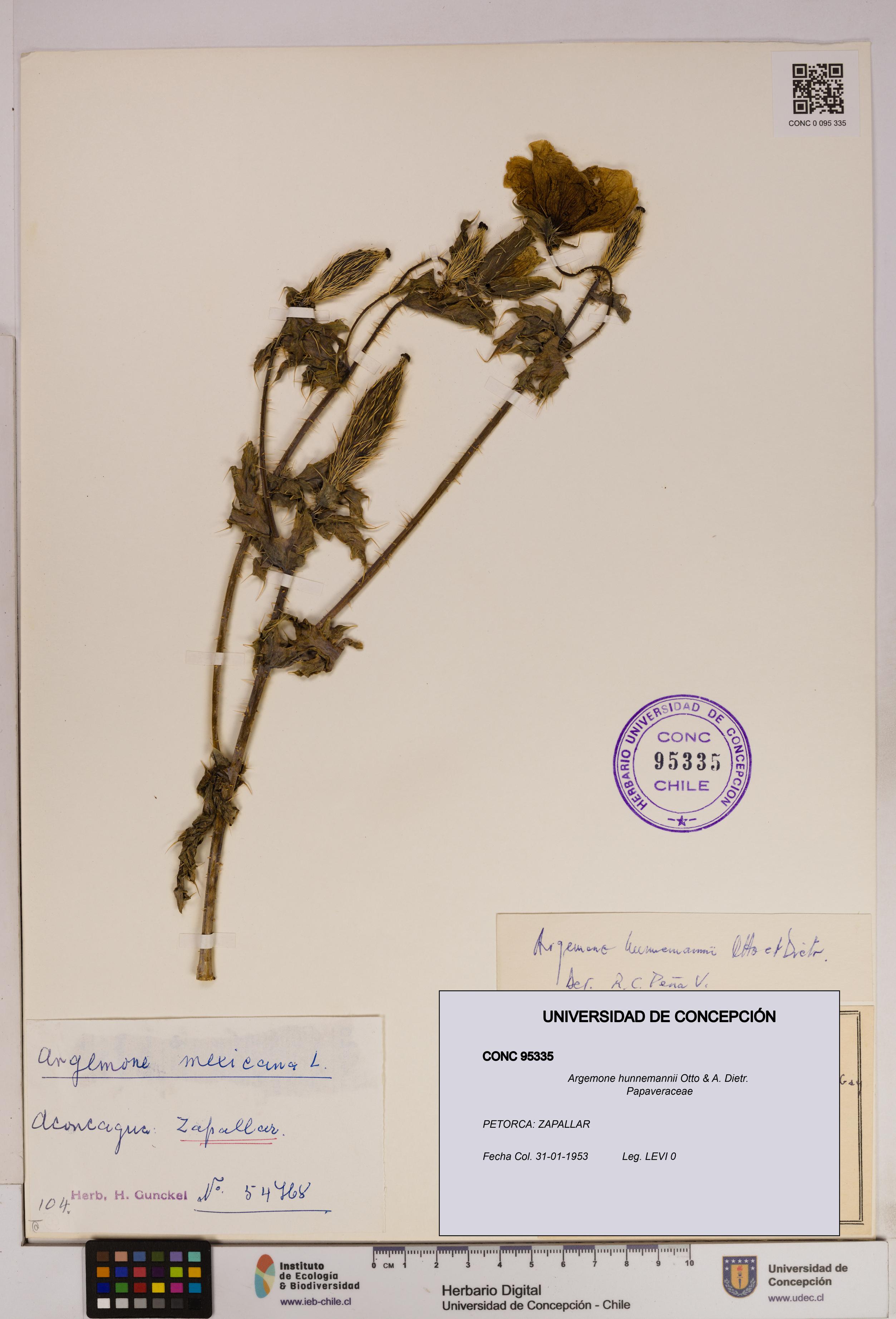 Argemone hunnemannii [Espécimen: UDEC:CONC:0095335]