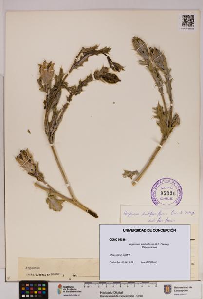 Argemone subfusiformis [Espécimen: UDEC:CONC:0095336]
