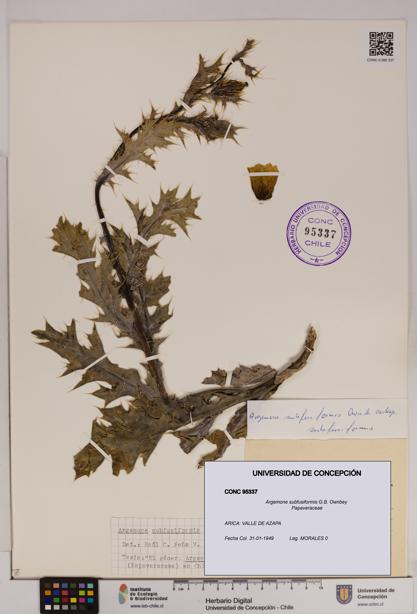 Argemone subfusiformis [Espécimen: UDEC:CONC:0095337]