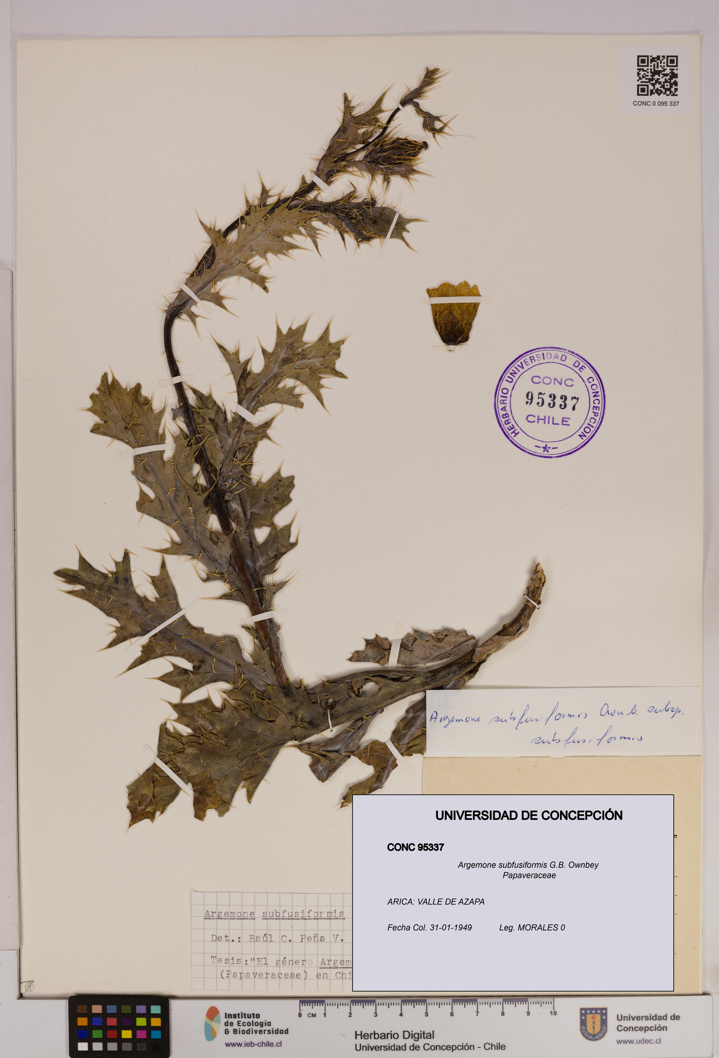 Argemone subfusiformis [Espécimen: UDEC:CONC:0095337]