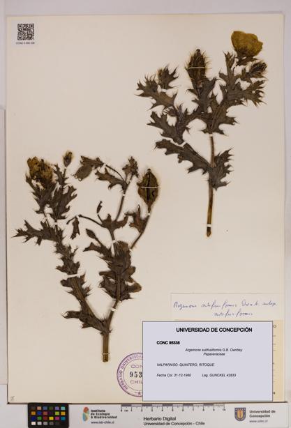 Argemone subfusiformis [Espécimen: UDEC:CONC:0095338]