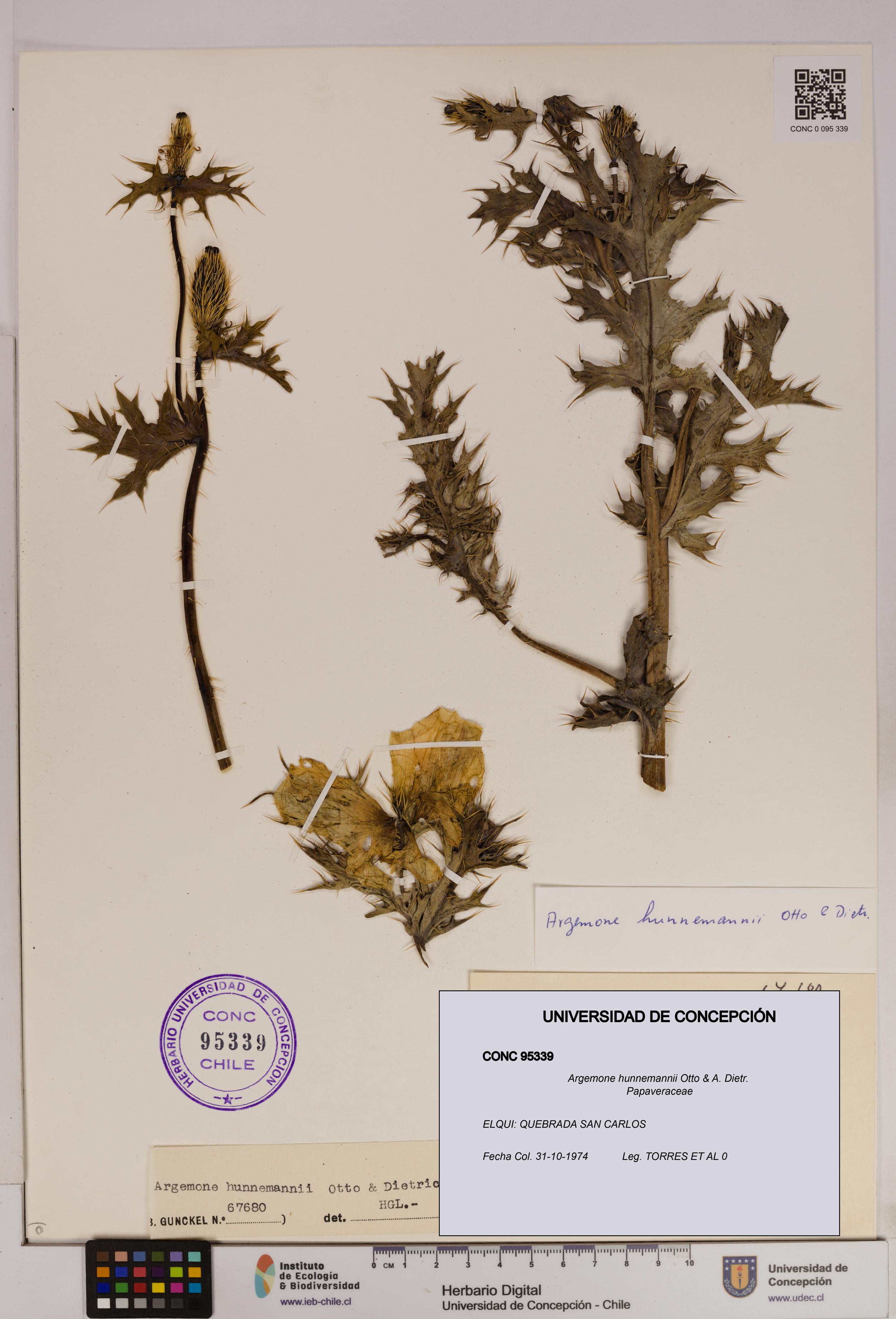 Argemone hunnemannii [Espécimen: UDEC:CONC:0095339]