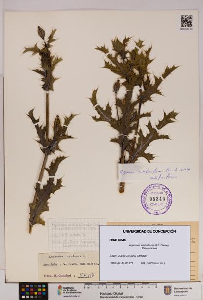 Argemone subfusiformis [Espécimen: UDEC:CONC:0095340]