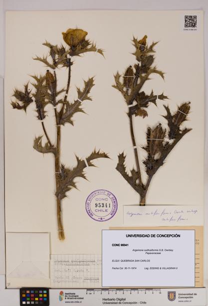 Argemone subfusiformis [Espécimen: UDEC:CONC:0095341]