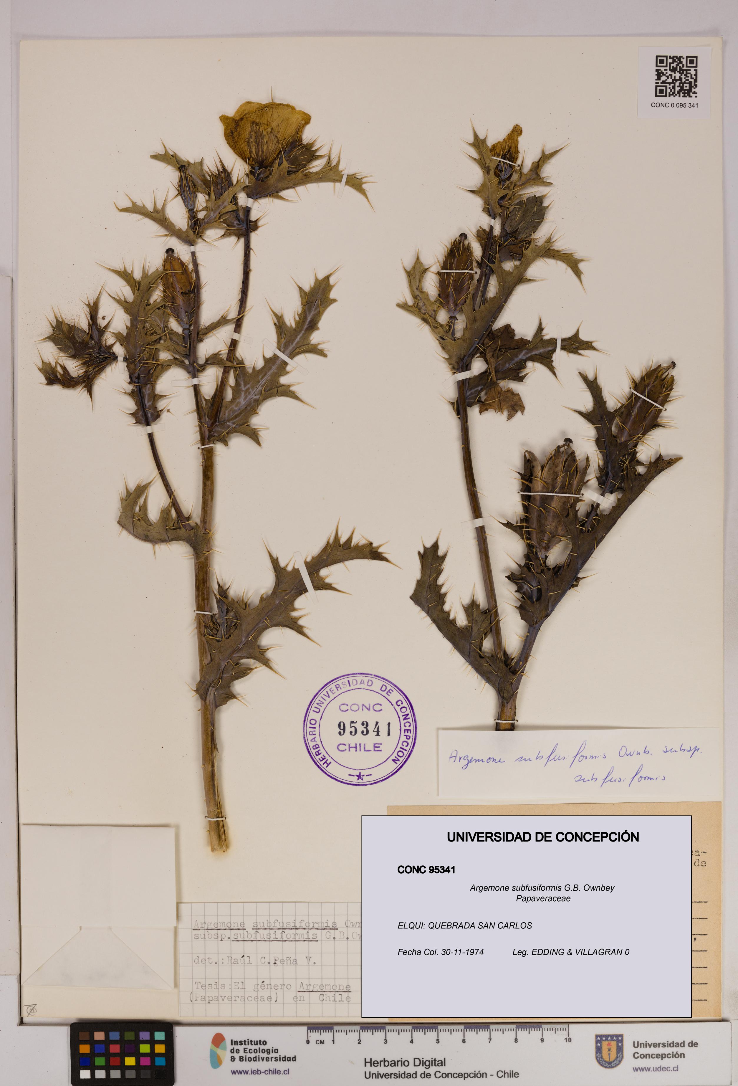 Argemone subfusiformis [Espécimen: UDEC:CONC:0095341]