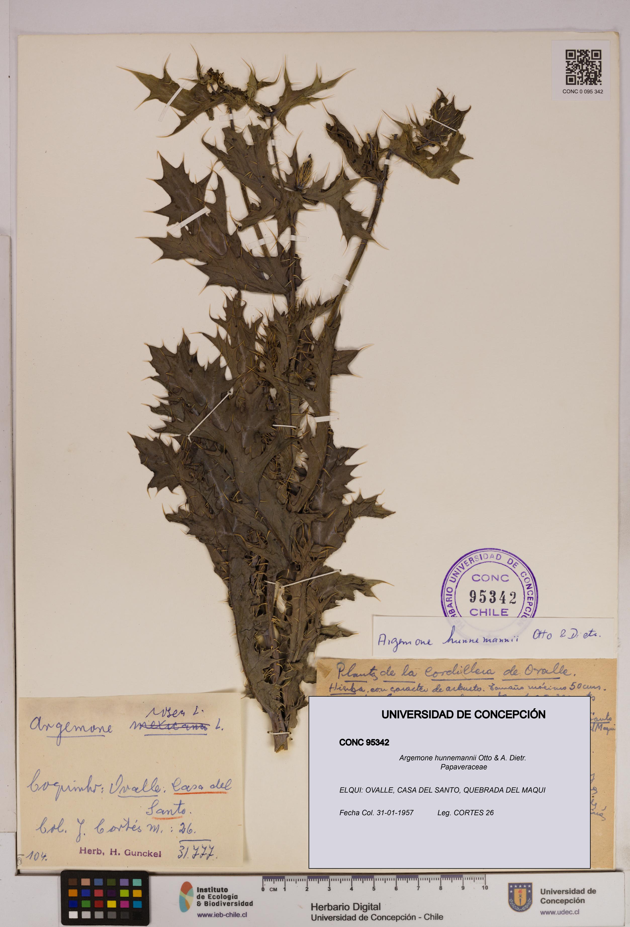 Argemone hunnemannii [Espécimen: UDEC:CONC:0095342]