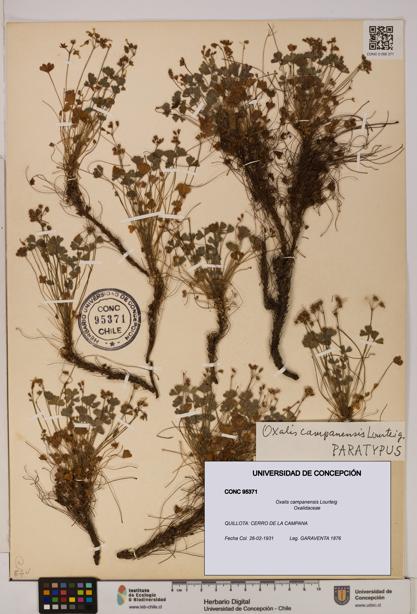 Oxalis campanensis [Espécimen: UDEC:CONC:0095371]