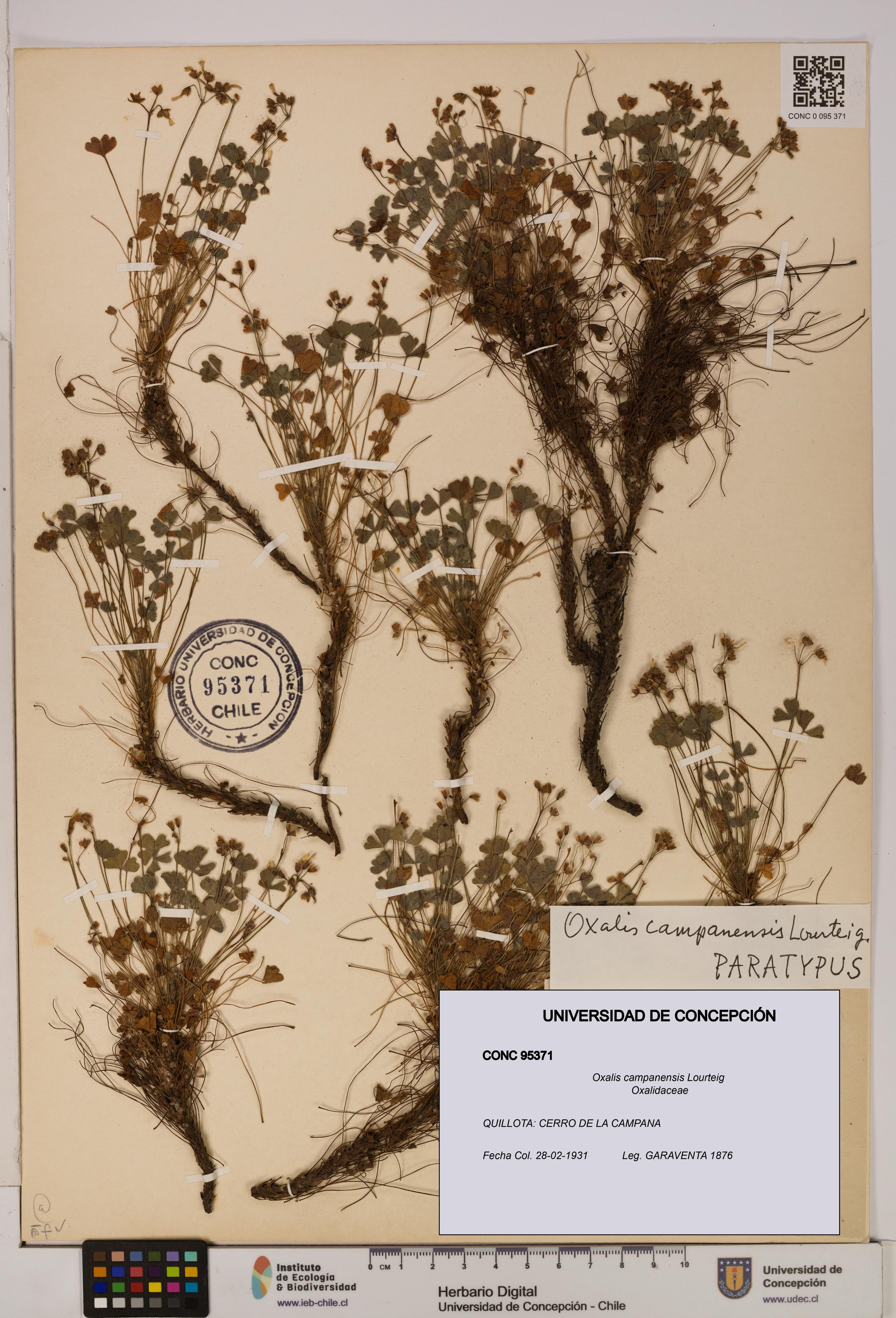 Oxalis campanensis [Espécimen: UDEC:CONC:0095371]