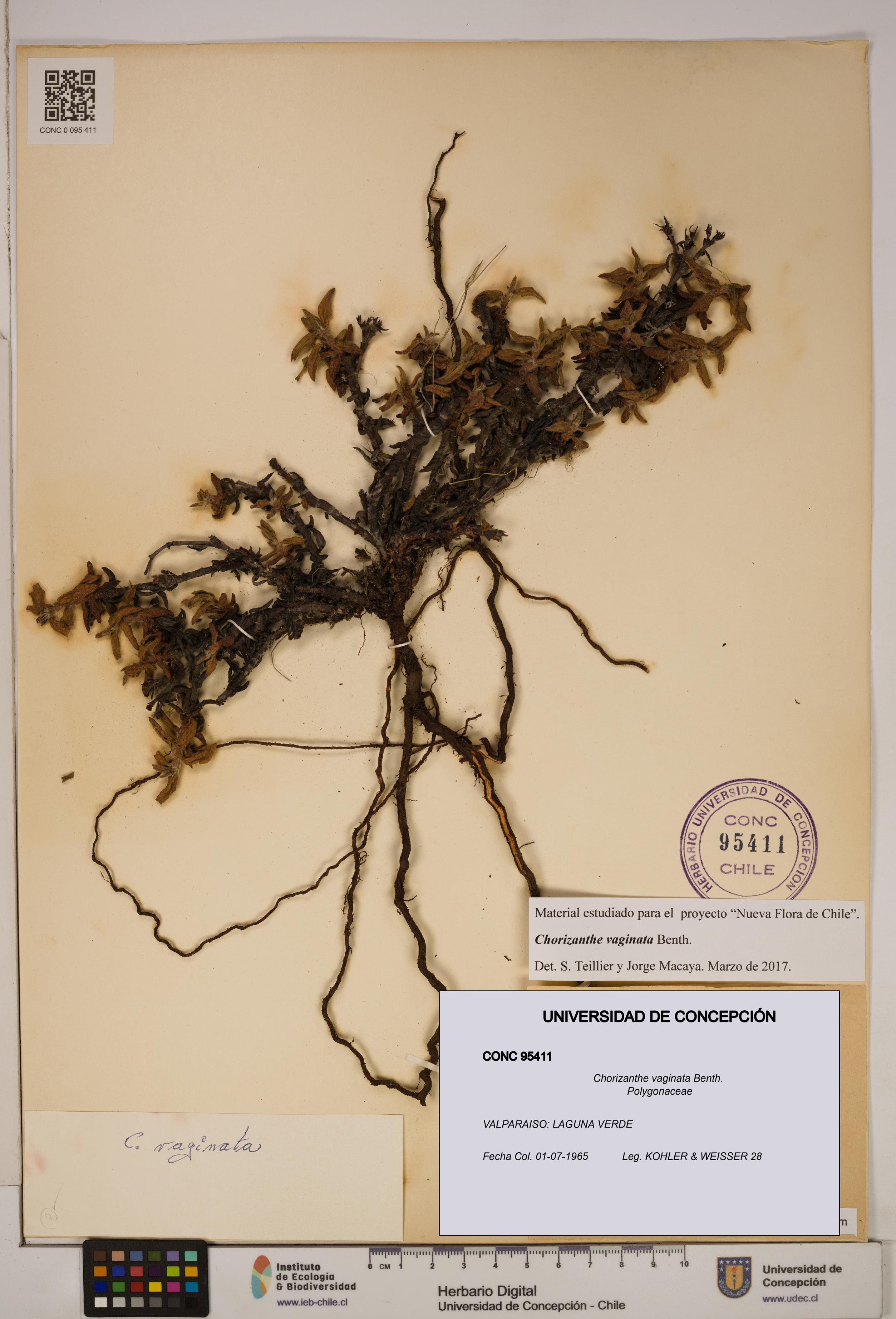Chorizanthe vaginata [Espécimen: ]