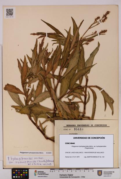 Polygonum hydropiperoides var. hydropiperoides [Espécimen: UDEC:CONC:0095440]