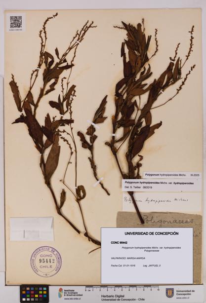 Polygonum hydropiperoides var. hydropiperoides [Espécimen: UDEC:CONC:0095442]