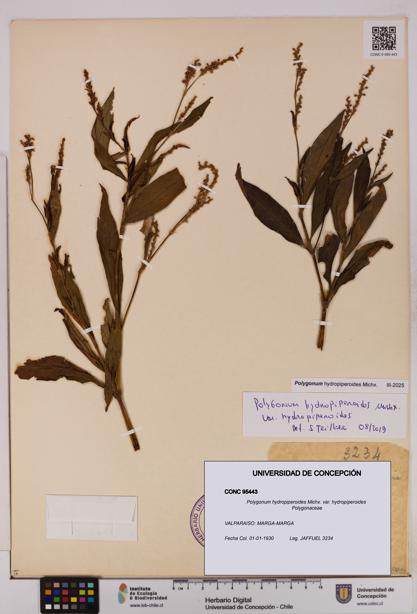 Polygonum hydropiperoides var. hydropiperoides [Espécimen: UDEC:CONC:0095443]