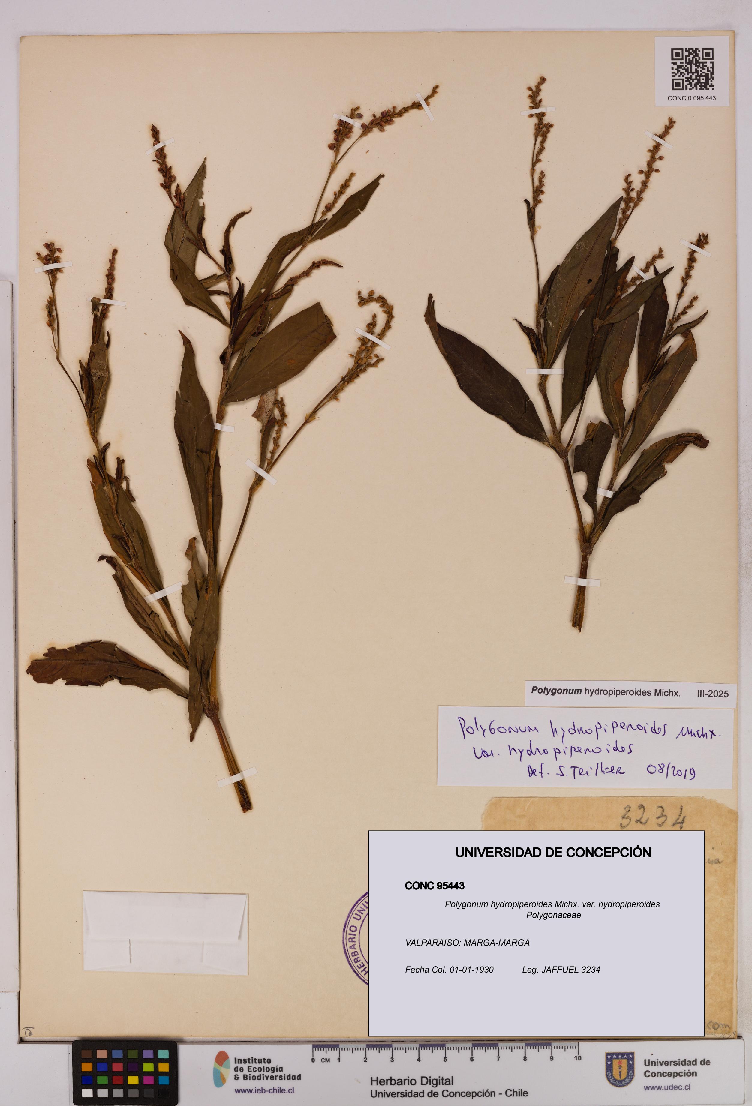 Polygonum hydropiperoides var. hydropiperoides [Espécimen: UDEC:CONC:0095443]
