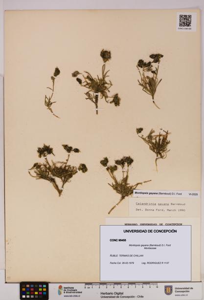 Montiopsis gayana [Espécimen: UDEC:CONC:0095455]