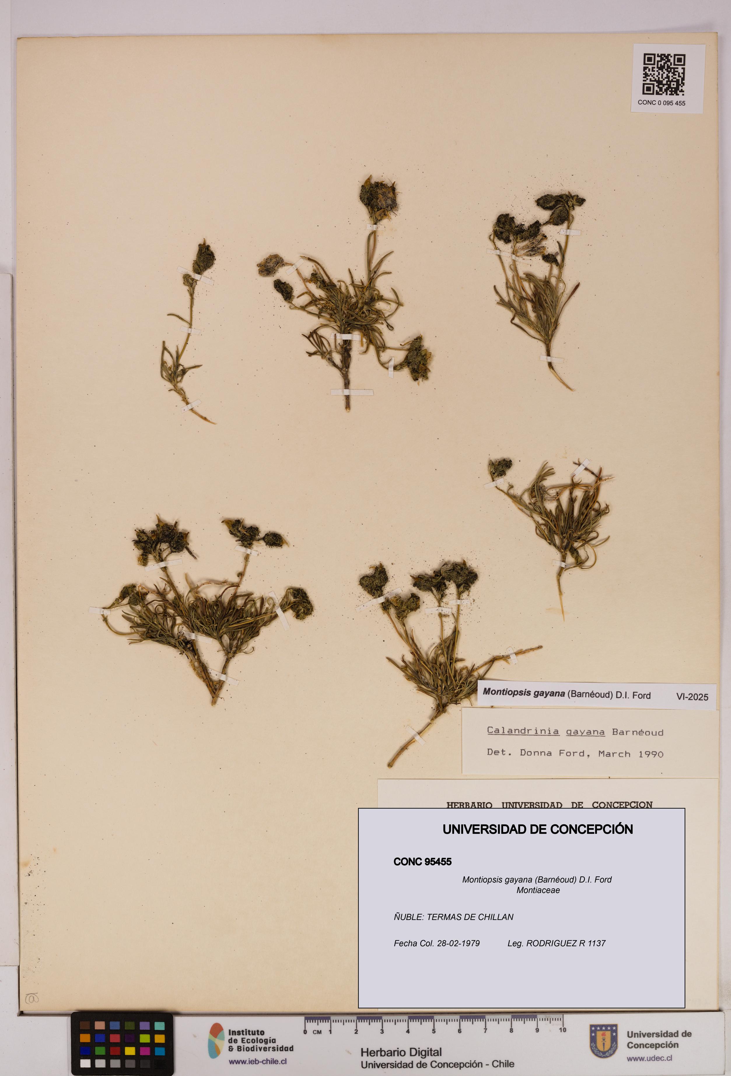 Montiopsis gayana [Espécimen: UDEC:CONC:0095455]
