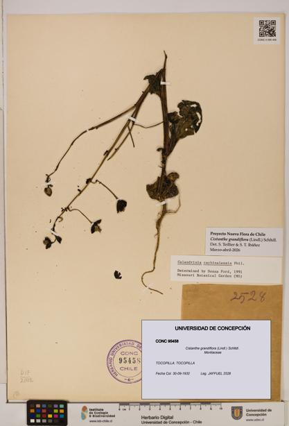 Cistanthe grandiflora [Espécimen: UDEC:CONC:0095458]