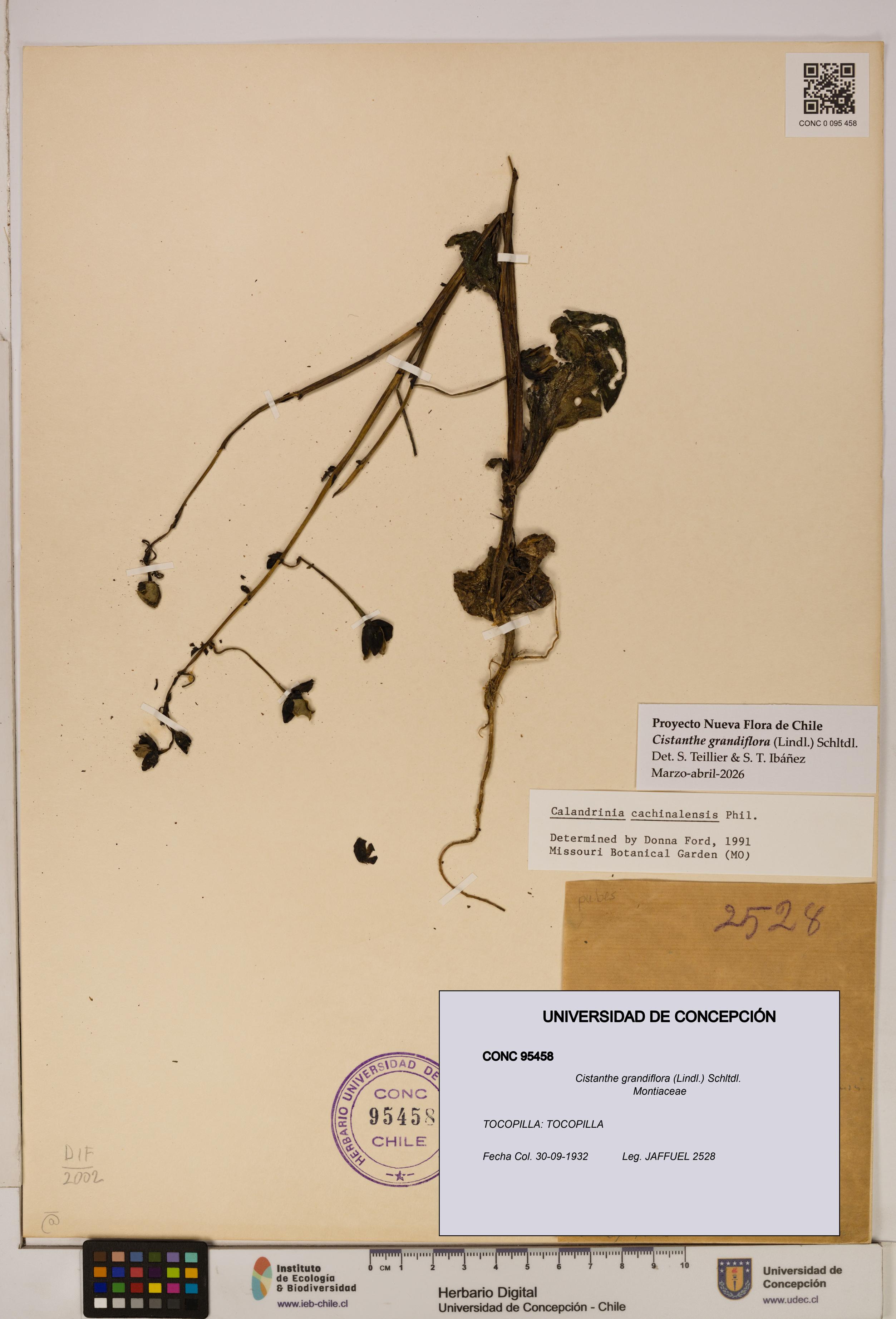Cistanthe grandiflora [Espécimen: UDEC:CONC:0095458]