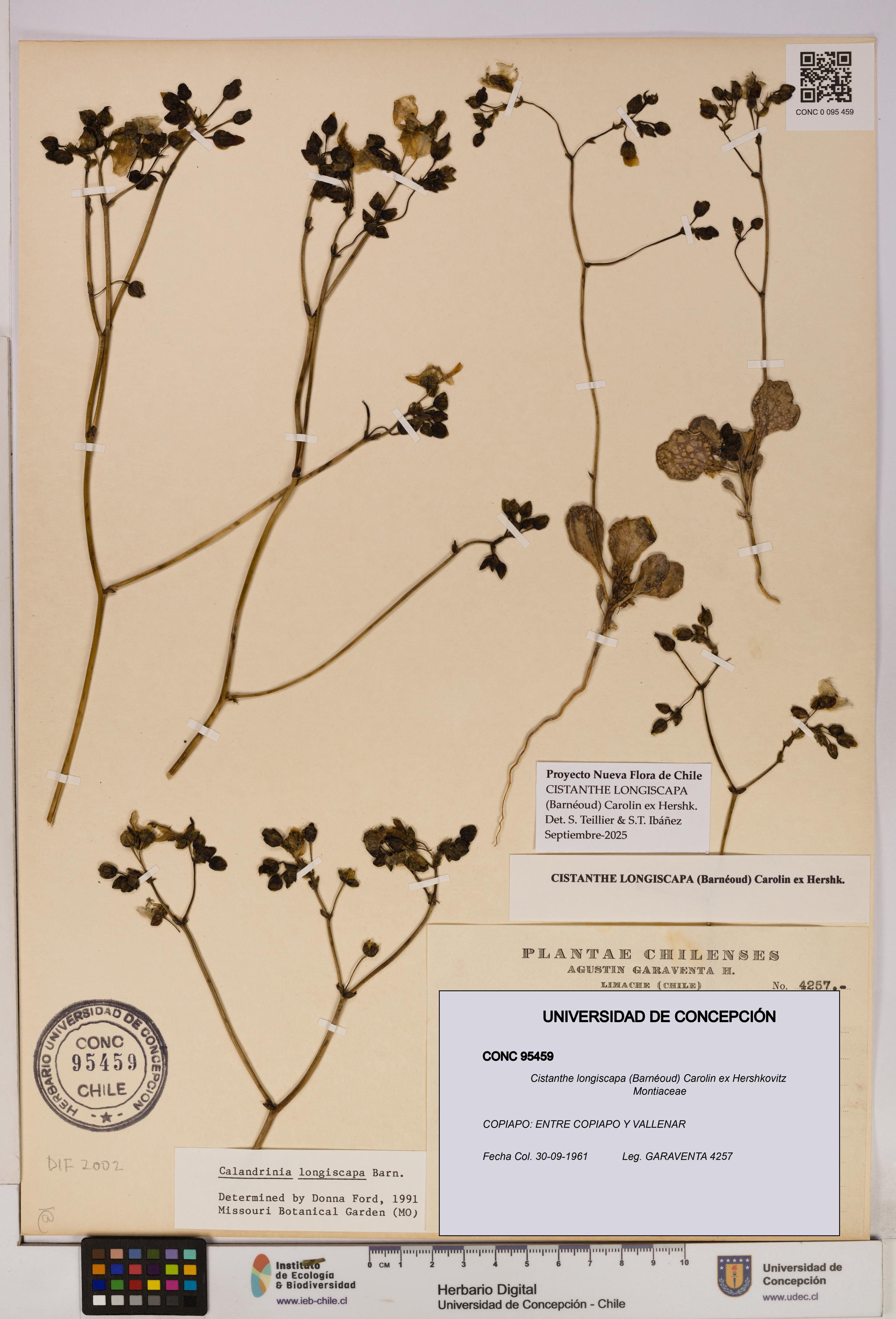 Cistanthe longiscapa [Espécimen: UDEC:CONC:0095459]