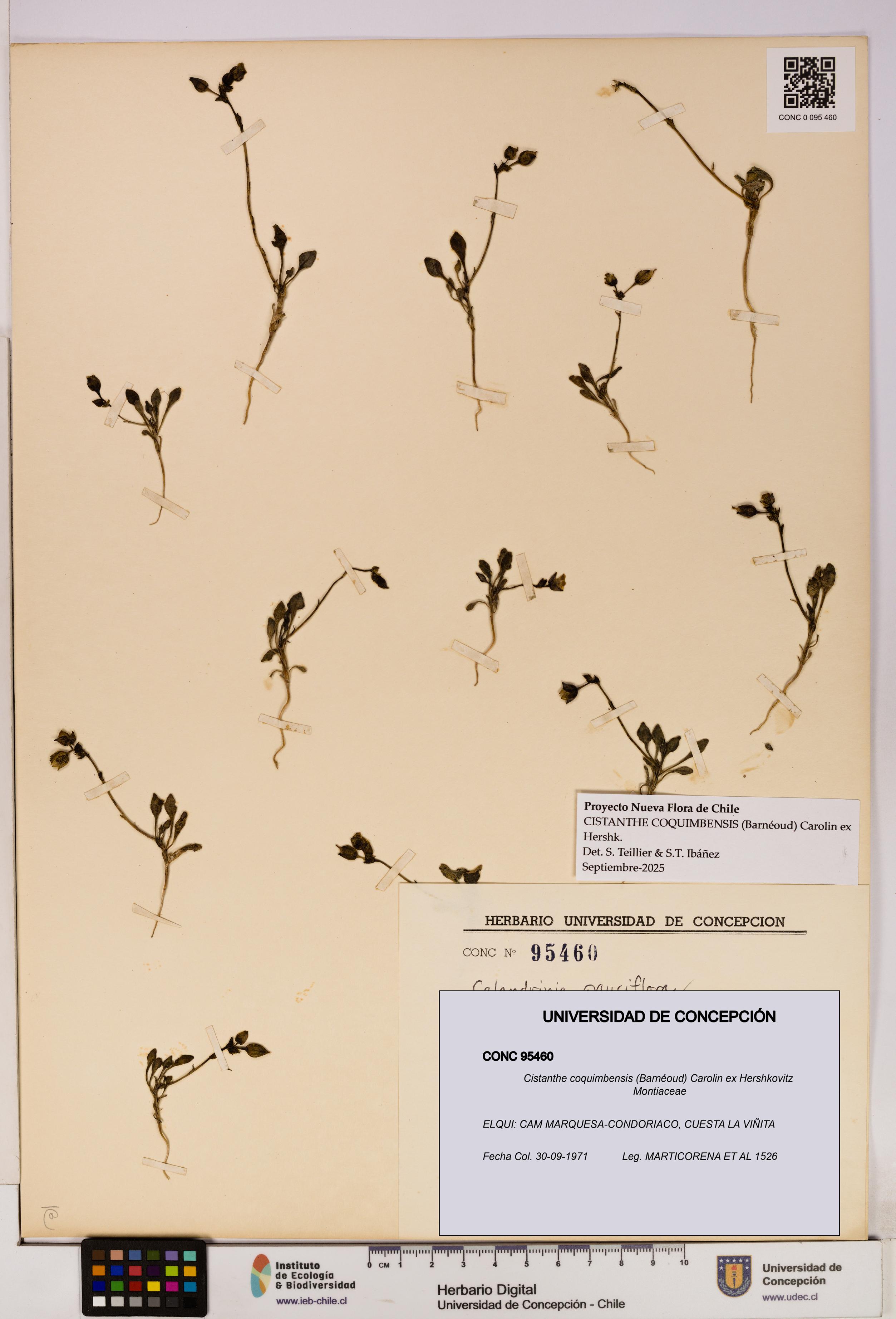 Cistanthe coquimbensis [Espécimen: UDEC:CONC:0095460]