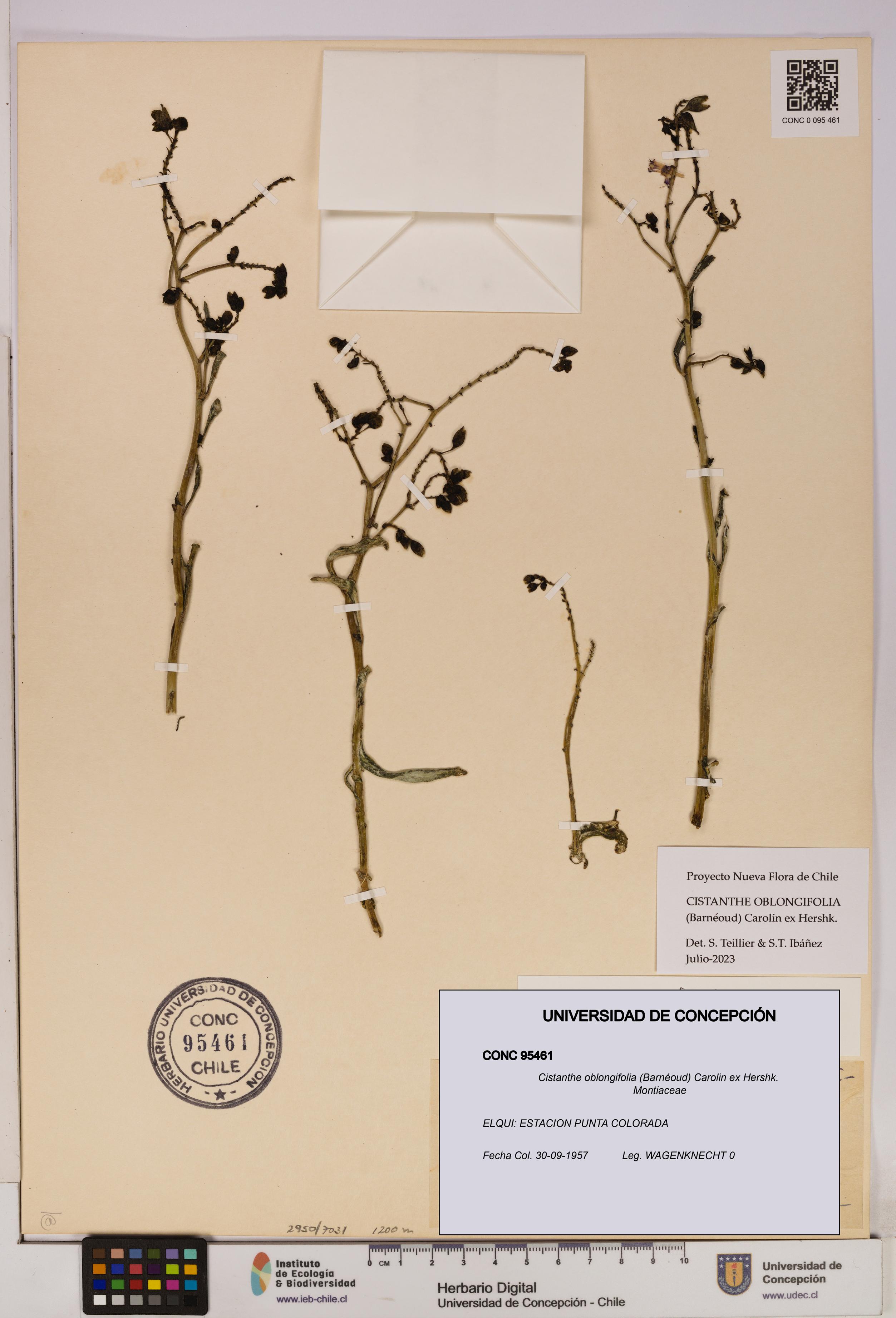 Cistanthe oblongifolia [Espécimen: UDEC:CONC:0095461]