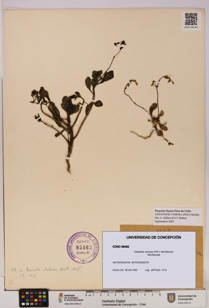 Cistanthe cymosa [Espécimen: UDEC:CONC:0095462]