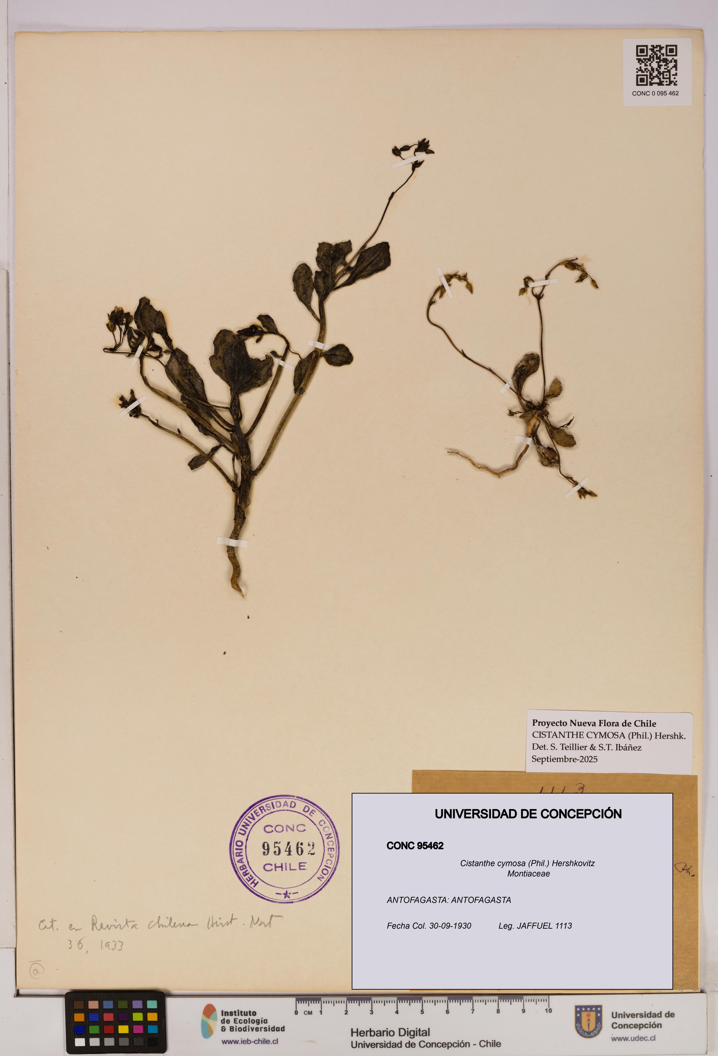 Cistanthe cymosa [Espécimen: UDEC:CONC:0095462]