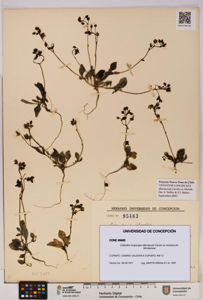 Cistanthe longiscapa [Espécimen: UDEC:CONC:0095463]