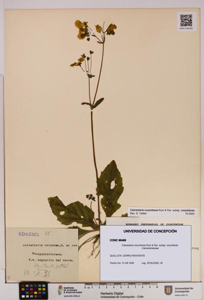 Calceolaria corymbosa [Espécimen: UDEC:CONC:0095469]