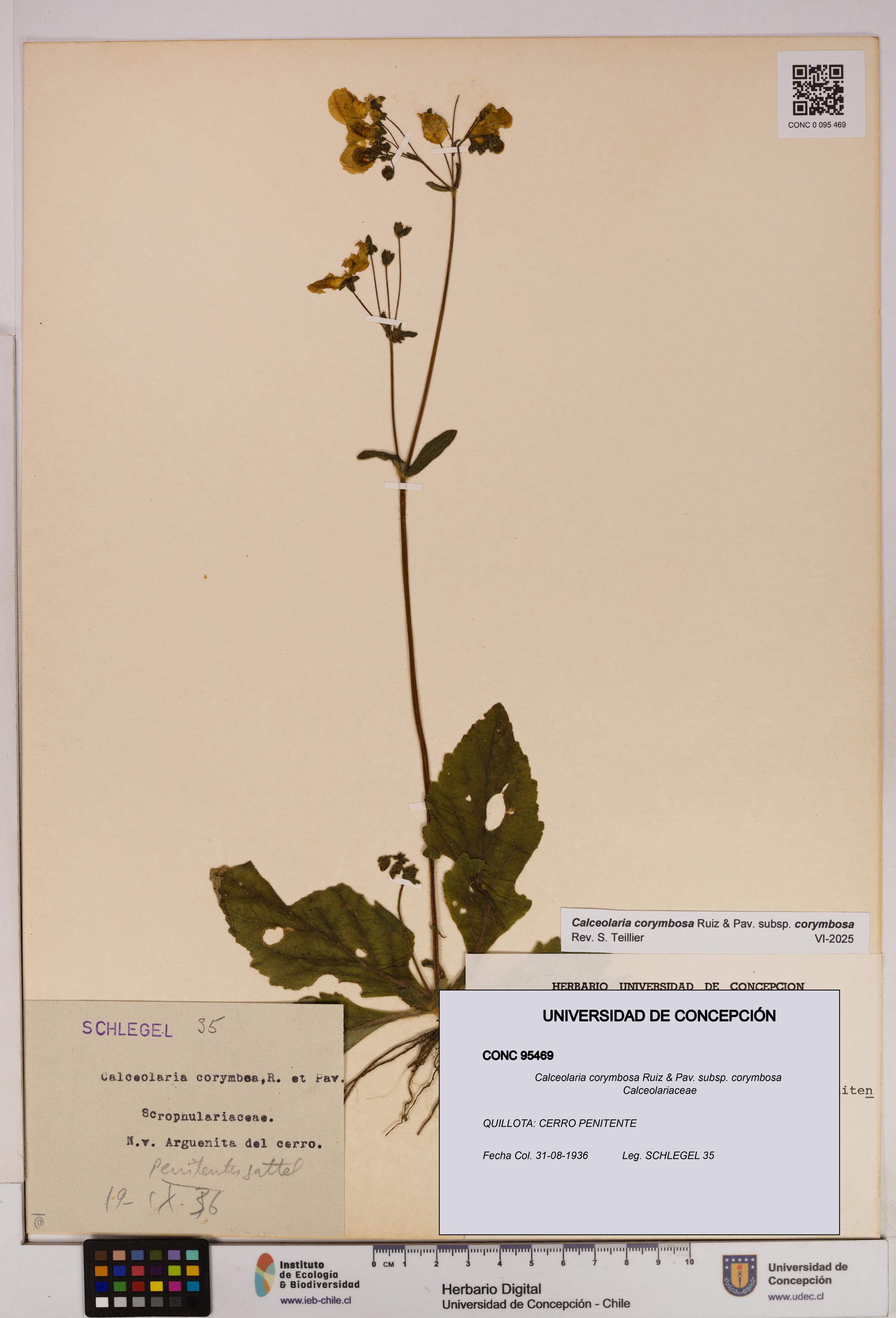 Calceolaria corymbosa [Espécimen: UDEC:CONC:0095469]