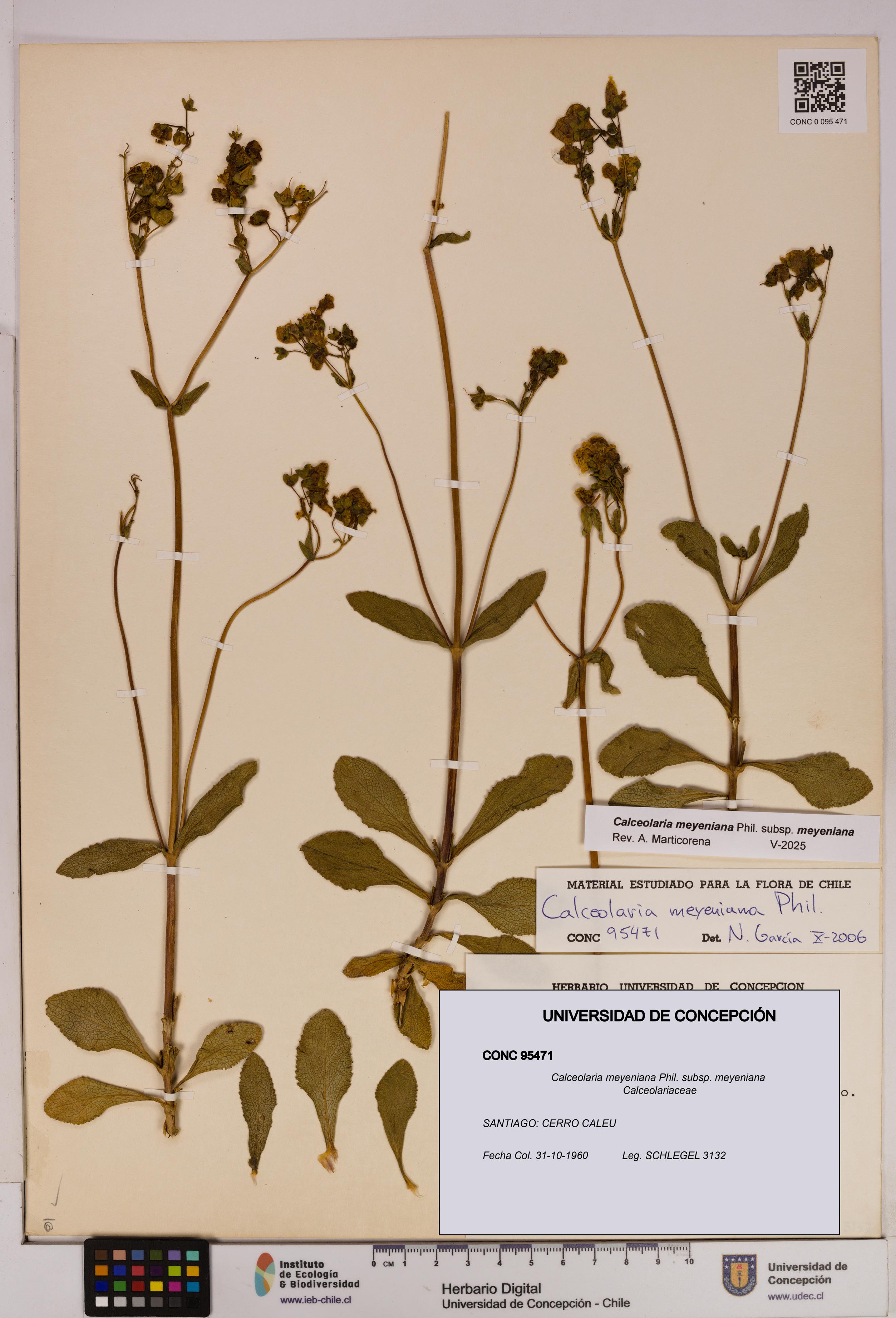 Calceolaria meyeniana subsp. meyeniana [Espécimen: UDEC:CONC:0095471]