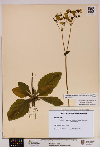 Calceolaria corymbosa [Espécimen: UDEC:CONC:0095478]