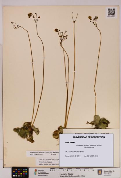 Calceolaria filicaulis subsp. filicaulis [Espécimen: UDEC:CONC:0095481]