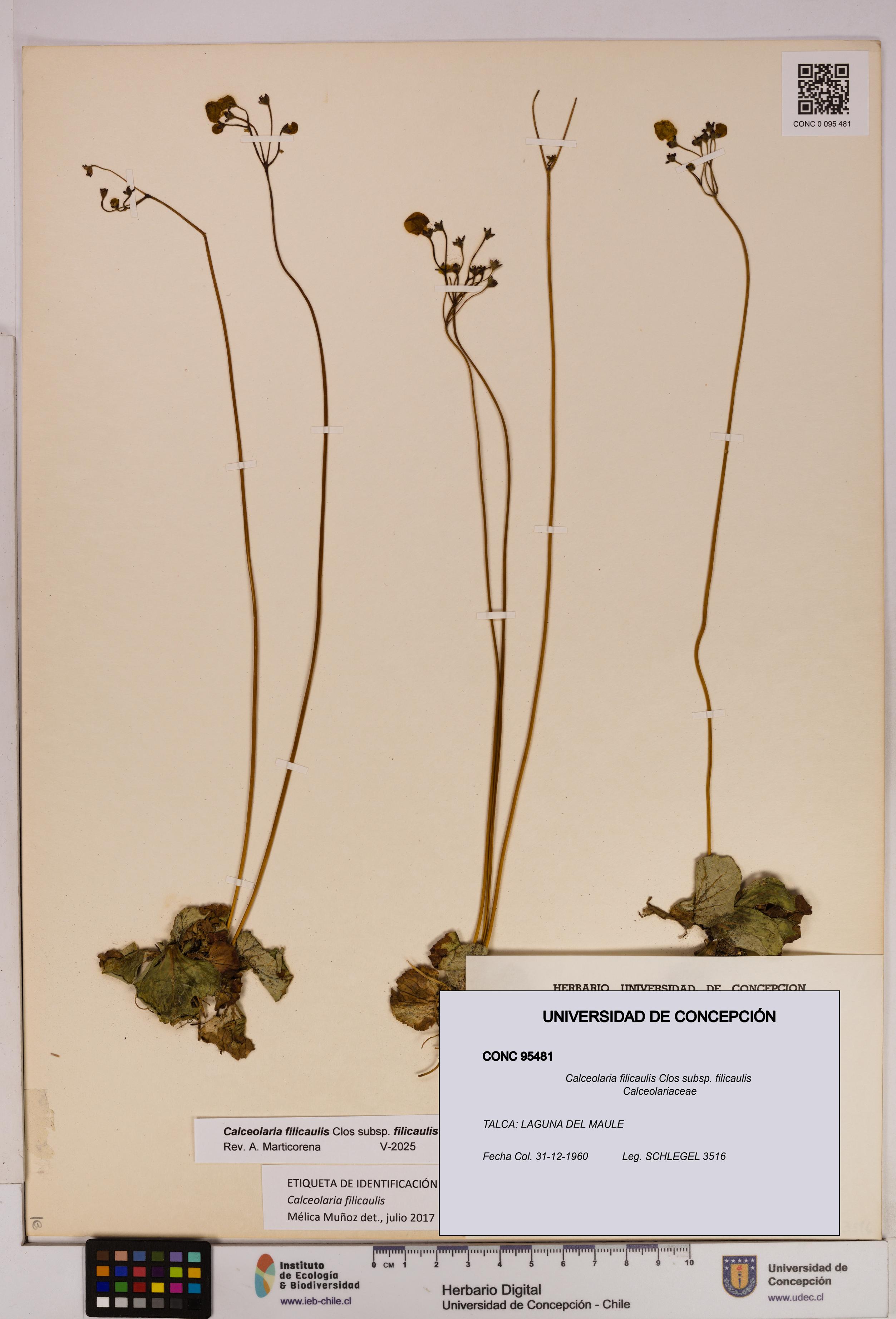 Calceolaria filicaulis subsp. filicaulis [Espécimen: UDEC:CONC:0095481]