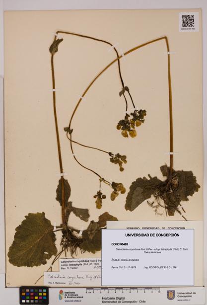 Calceolaria corymbosa [Espécimen: UDEC:CONC:0095483]