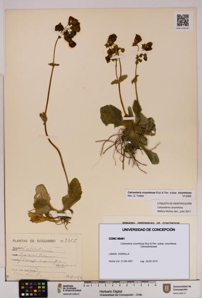 Calceolaria corymbosa [Espécimen: UDEC:CONC:0095491]