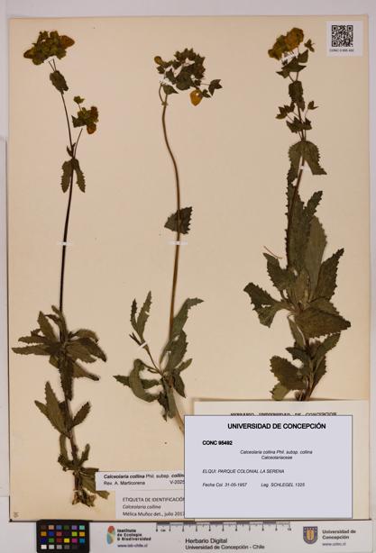 Calceolaria collina subsp. collina [Espécimen: UDEC:CONC:0095492]
